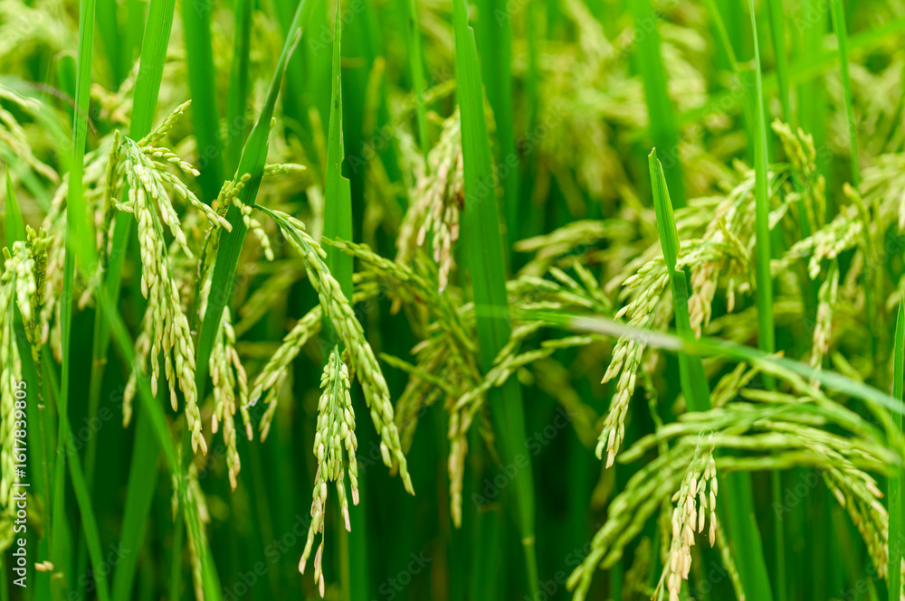 Lush Green Rice Fields Ready for Harvest Under Clear Blue Sky Lush Green Rice Fields Ready for Harvest Under Clear Blue Sky