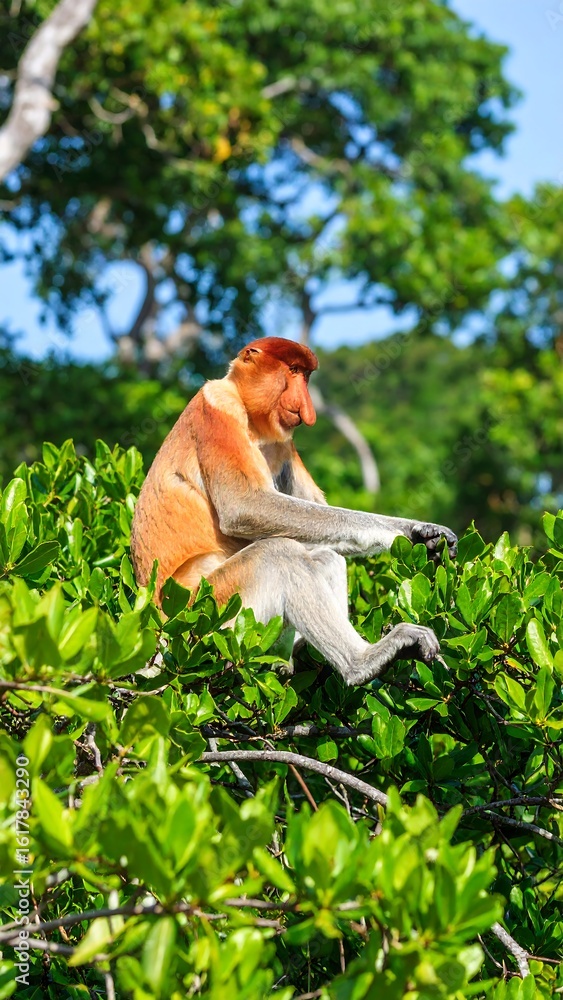 Fototapeta premium Proboscis monkey perched in lush foliage