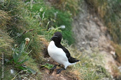 Eurasian razorbill on the North Sea