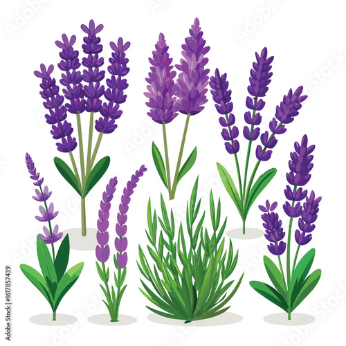 Purple lavender flowers bloom in a beautiful bunch, isolated on white, showcasing nature's fragrant beauty and floral charm