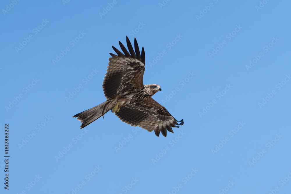 Fototapeta premium Black Kite or Yellow-billed Kite (Milvus migrans) soaring in search of food, often seen scavenging near urban areas.