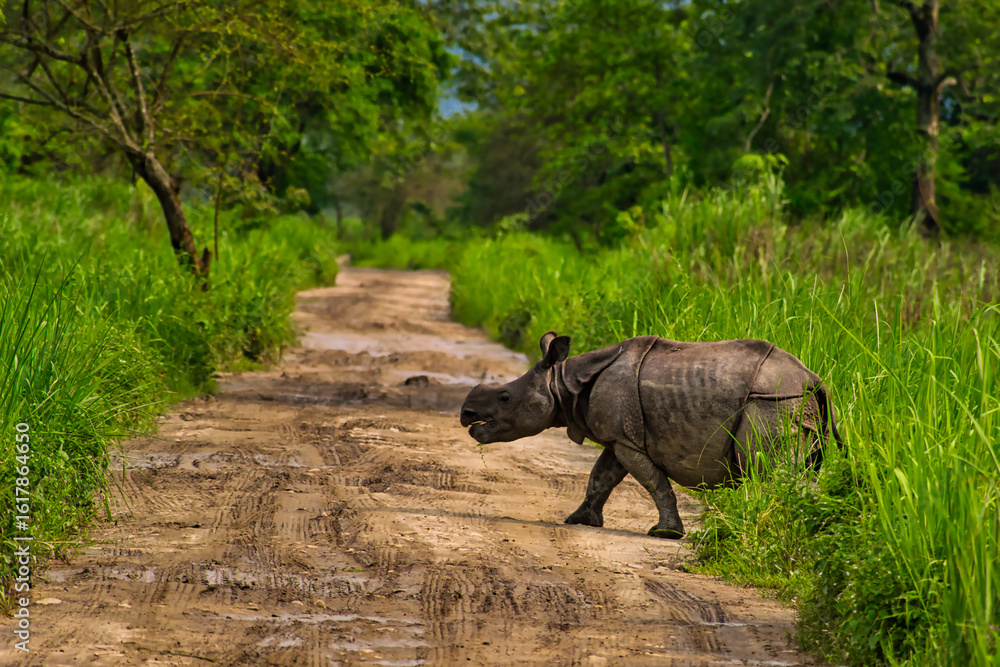 Fototapeta premium A baby rhino crossing the road after her mother at kaziranga national park, Assam, India