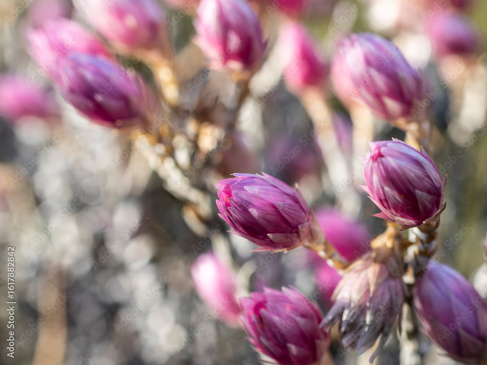Fototapeta premium Pink Sewejaartjie (Syncarpha canescens) closed buds growing outside, beautiful soft colour fynbos vegetation flowers