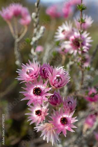 Close-up of Pink Sewejaartjie (Syncarpha canescens) growing outside in full bloom, featuring beautiful, soft-colored fynbos vegetation flowers in portrait orientation.
