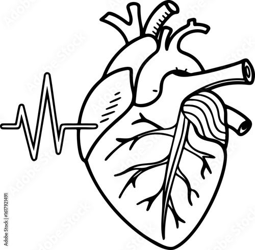 Anatomical heart illustration with pulse line showing heart health and cardiovascular system function well