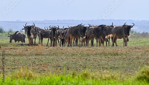 Photography cows in a field