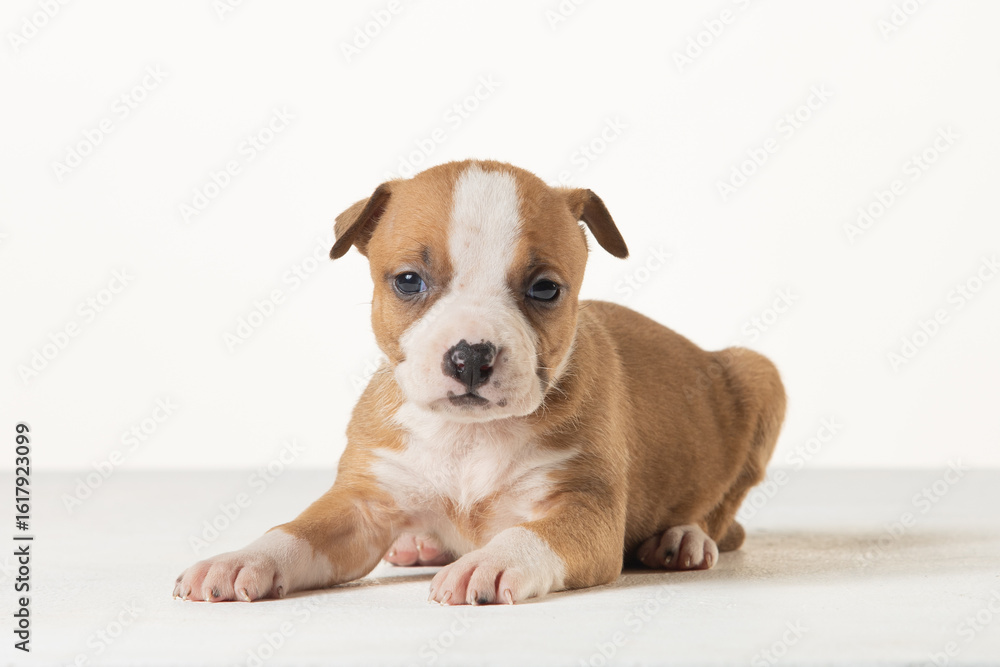 Fototapeta premium little american staffordshire terrier puppy
