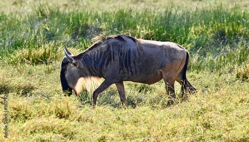 Canvas Print wildebeest in serengeti national park serengeti