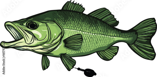 Illustration of a Largemouth Bass Fish with Fishing Lure on White