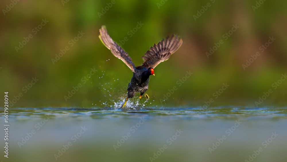 Fototapeta premium red winged blackbird