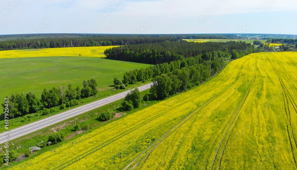 Obraz premium Scenic countryside road through vibrant yellow fields