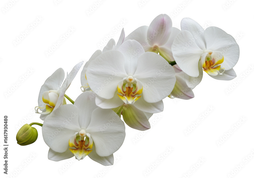 Obraz premium Delicate white orchid blossoms isolated on transparent background