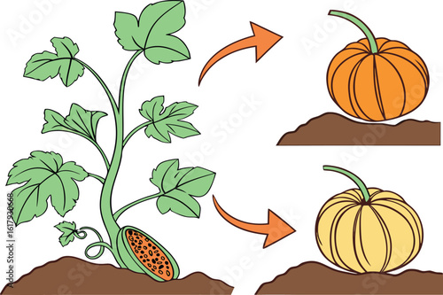 "You Won't Believe the Jaw-Dropping Transformation of This Pumpkin Plant!"