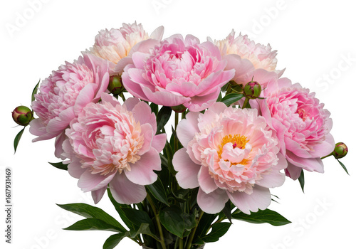Fototapeta Naklejka Na Ścianę i Meble -  Bouquet of pink peony flowers isolated on transparent background