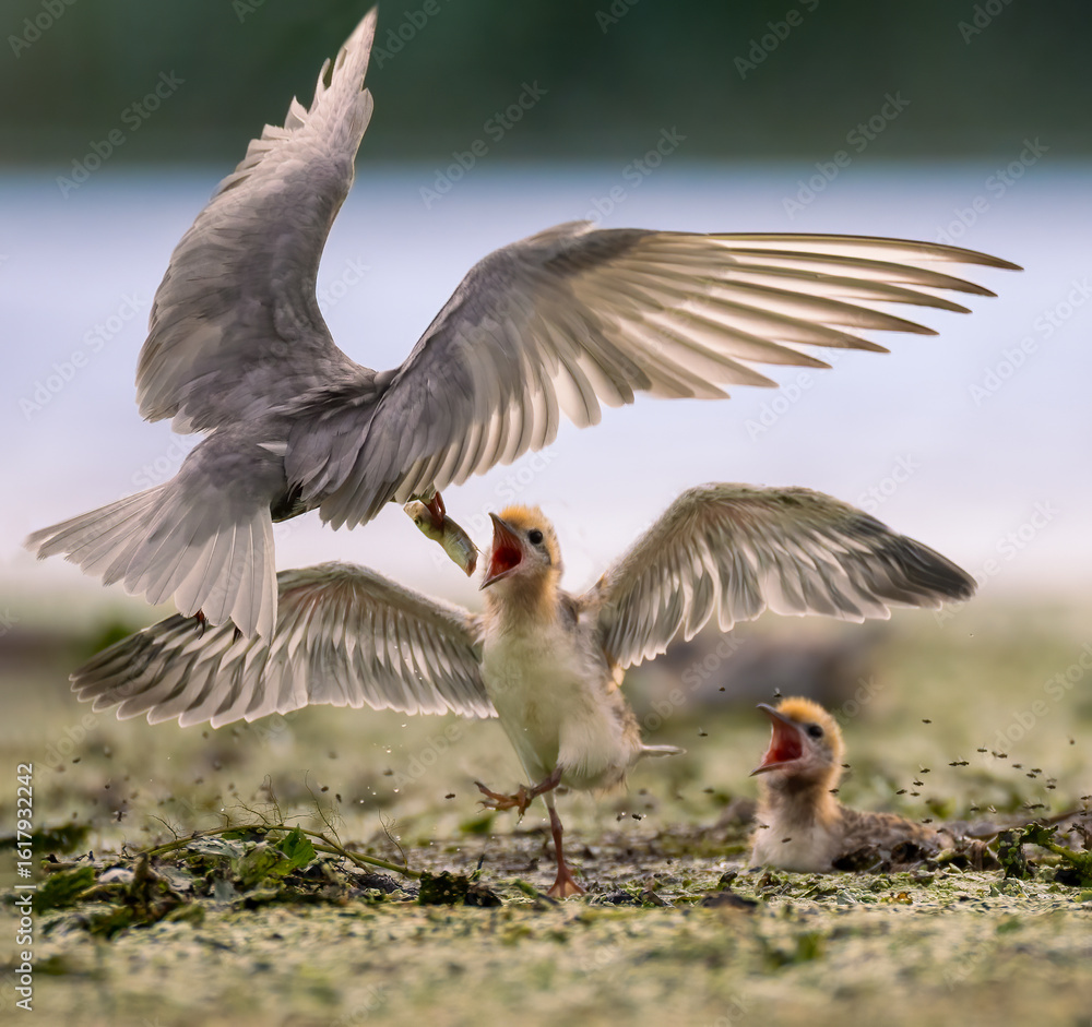 Fototapeta premium black headed gulls