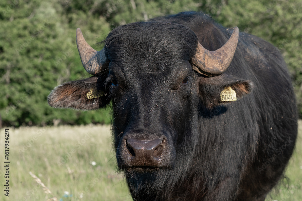 Naklejka premium Water Buffalo Portrait Close Up