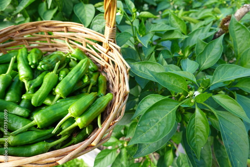 Konstfotografi Fresh green serrano peppers harvested in wicker basket