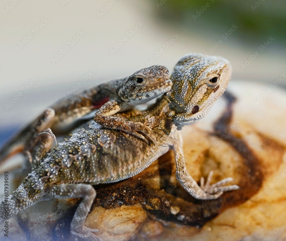 Obraz premium close up of a lizard