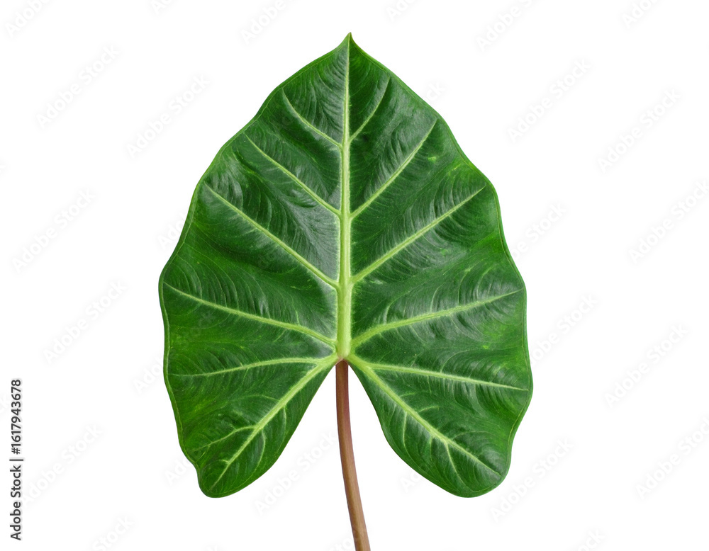 Fototapeta premium Green alocasia leaf isolated on white