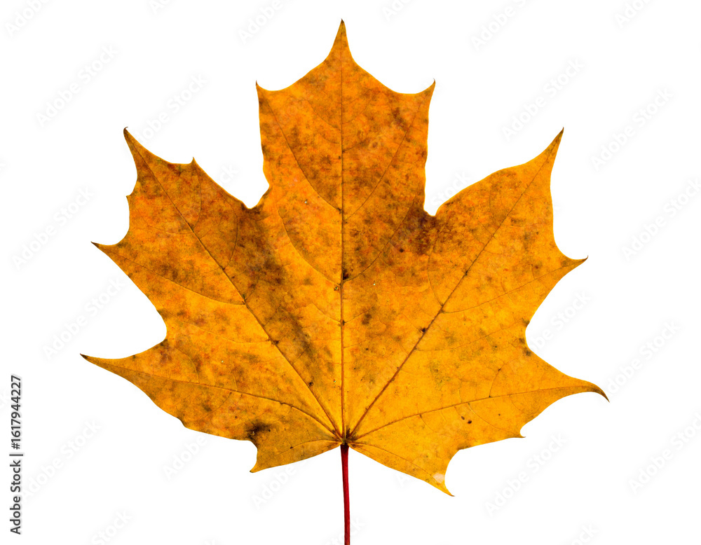 Obraz premium Dry maple leaf isolated on white