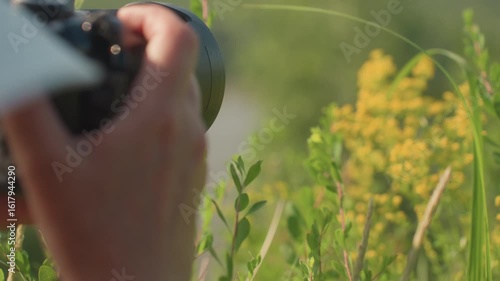 Close up of lady in sunhat holding camera and photographing blurred wild yellow flowers with flying insects in warm summer meadow surrounded by greenery
