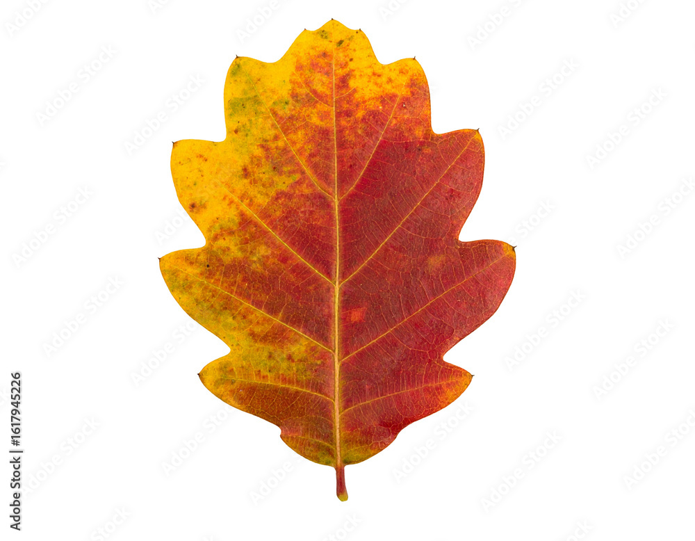 Obraz premium Oak leaf isolated on white background