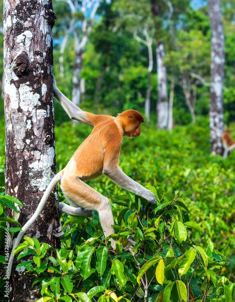 Obraz premium Proboscis monkey in rainforest (4)