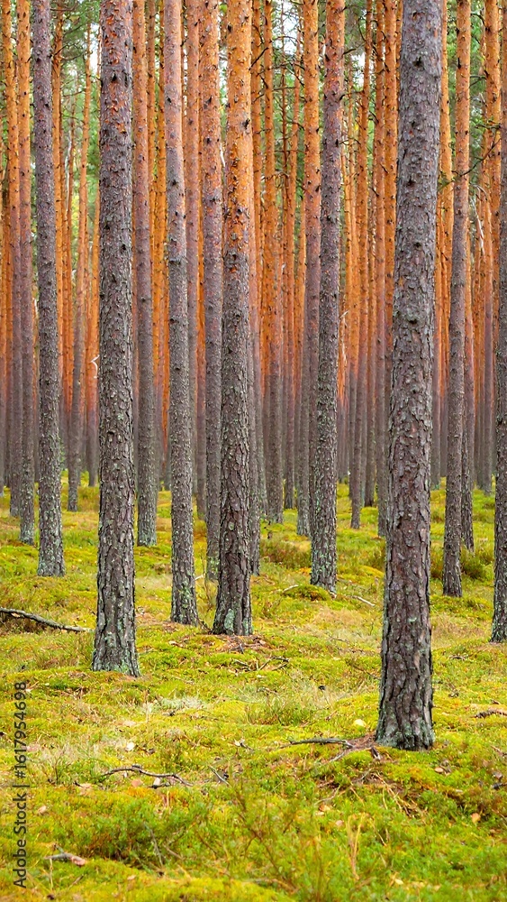 Fototapeta premium Pine forest, autumn colors, moss ground