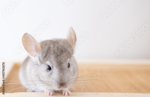 Beige chinchilla on white background