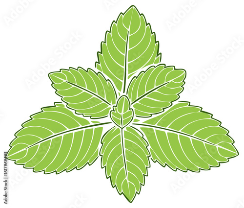 Fresh vibrant green mint leaves stylized illustration natural herb element