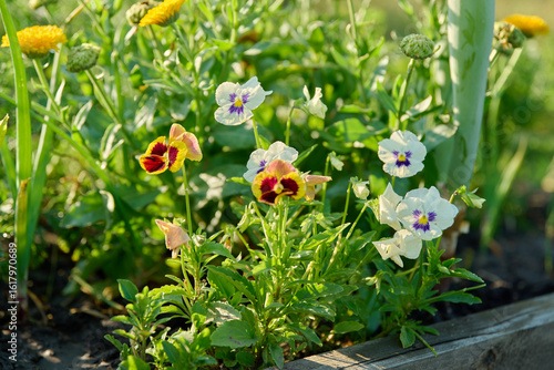 Fotografie Viola and calendula in a backyard kitchen garden