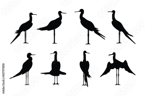 Frigate Silhouette Set: A collection of elegant frigate silhouette illustrations showcases these majestic seabirds in various poses and angles, ideal for artistic design and avian study.