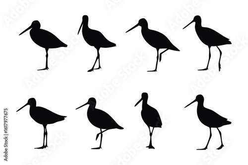 Silhouette of a Curlew: A series of silhouettes gracefully present the unique forms of a curlew in various poses, capturing the essence of this elegant shorebird.