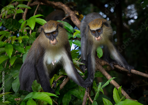 Macaque monkeys in the forest, Tonkpi Region, Man, Ivory Coast