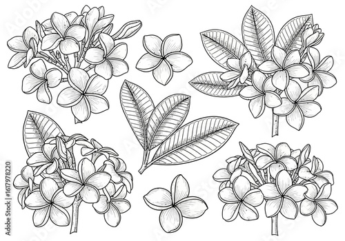 Black and white botanical illustration of plumeria flowers and leaves arranged in clusters and individually, detailed line art.