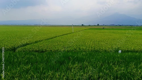 THE BEAUTY OF RICE FIELDS ON THE EDGE OF RAWA PENING