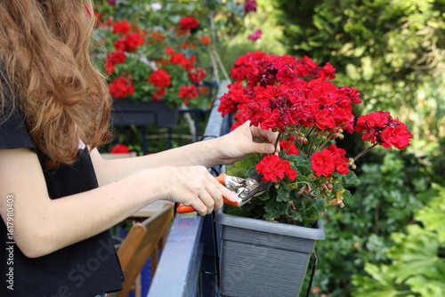 Pruning geraniums in pots on balcony , summer time.