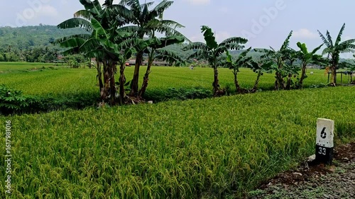 THE BEAUTY OF RICE FIELDS ON THE EDGE OF RAWA PENING