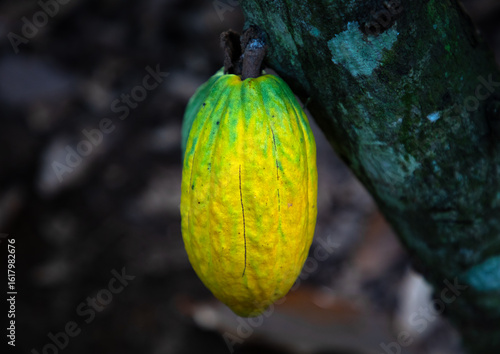 Yellow cocoa pod on the tree, Région des Lacs, Yamoussoukro, Ivory Coast