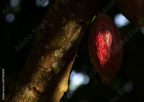 Red cocoa pod on the tree, Région des Lacs, Yamoussoukro, Ivory Coast