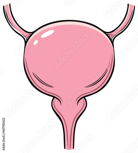 Cartoon Illustration of Human Bladder with Ureters Anatomy and Urinary System