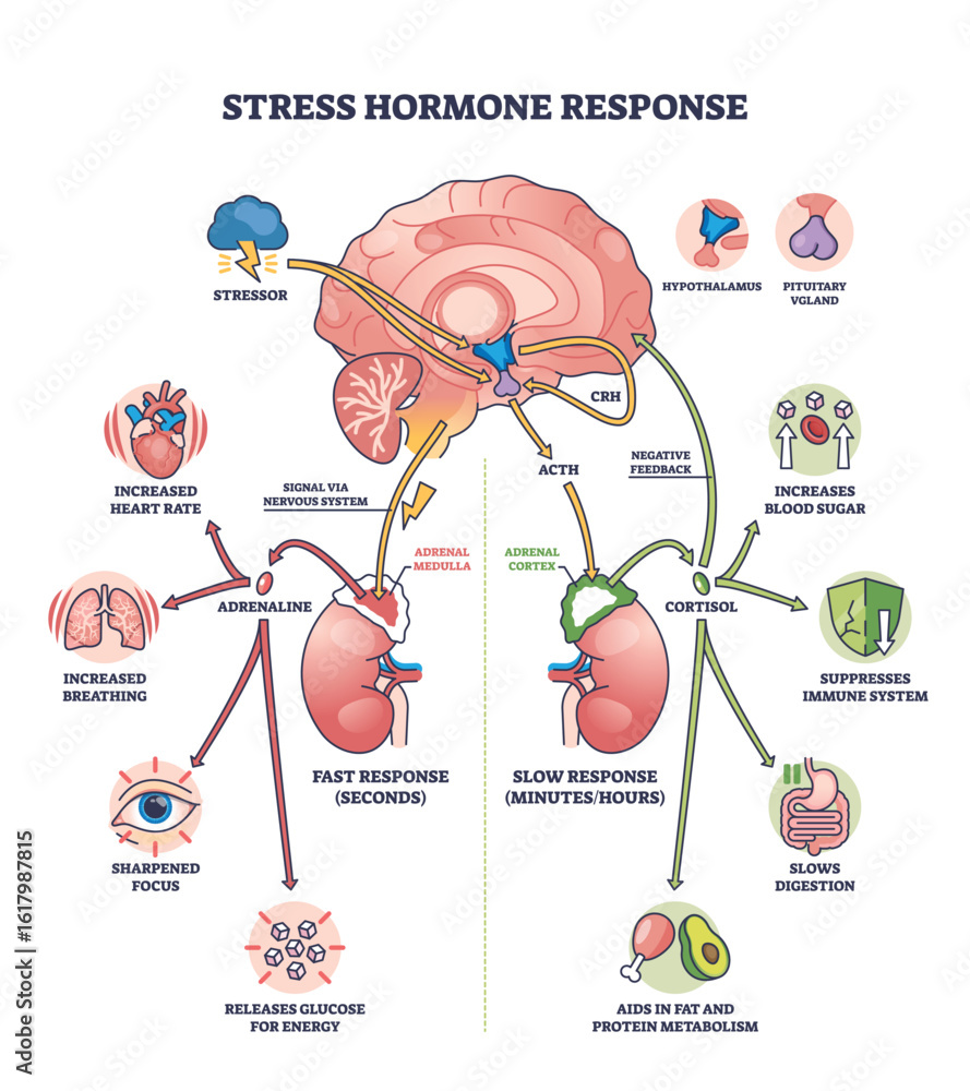 Naklejka premium Stress hormone response shows brain, adrenal glands, and hormones in a clear outline diagram. Outline diagram