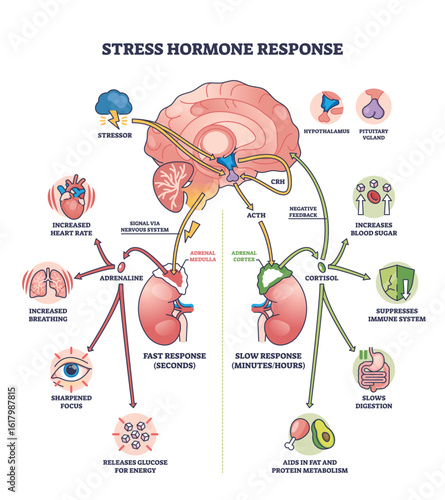 Stress hormone response shows brain, adrenal glands, and hormones in a clear outline diagram. Outline diagram