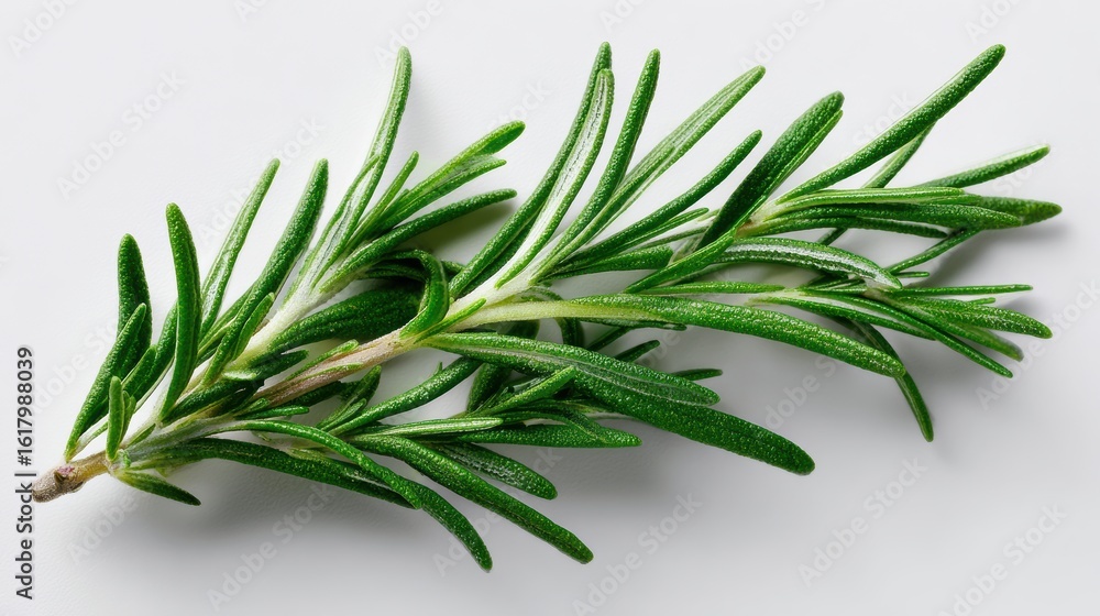 Fototapeta premium Fresh rosemary sprig showcasing vibrant green leaves, perfect for culinary use and herbal remedies.
