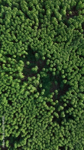 Aerial Perspective of Dense Green Forest Canopy with Lush Tree Coverage
