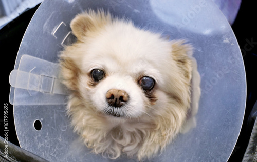 Wallpaper Mural Close up face of Chihuahua dog with protective collar Torontodigital.ca