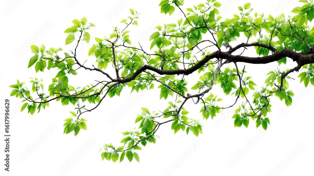 Fototapeta premium Green leaf branch isolated on white background, vibrant foliage for natural and eco-friendly themes.