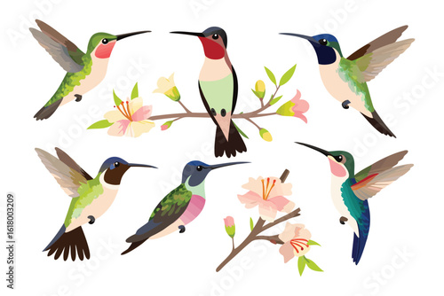 Hummingbirds in Flight: A collection of detailed illustration, showcasing vibrant hummingbirds perched on branches.