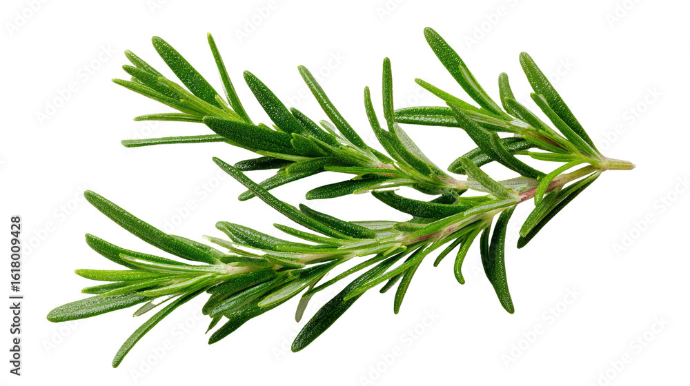 Fototapeta premium Fresh rosemary sprig on a white isolated background for culinary or herbal use.