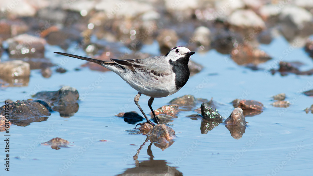 Obraz premium great crested grebe